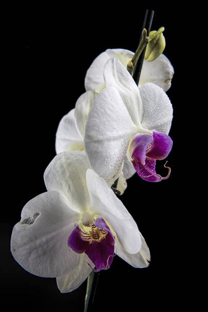 Una foto de estudio de una hermosa flor de orquídea blanca y púrpura sobre fondo negro
. - Foto, Imagen