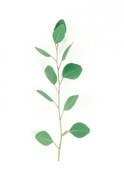 green eucalyptus twig on white background - Foto, afbeelding