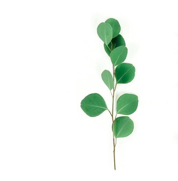 green eucalyptus twig on white background - Valokuva, kuva