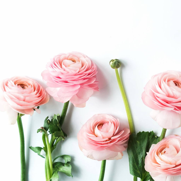 top view of beautiful pink ranunculus flowers on white background - 写真・画像