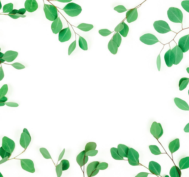 green eucalyptus twigs on white background - Photo, image