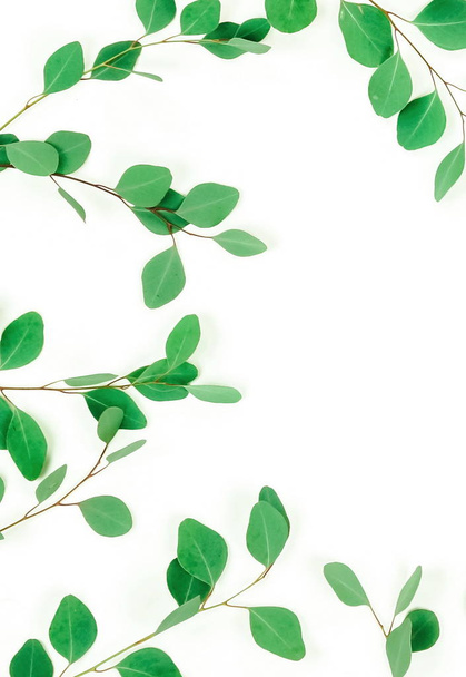 green eucalyptus twigs on white background - Zdjęcie, obraz