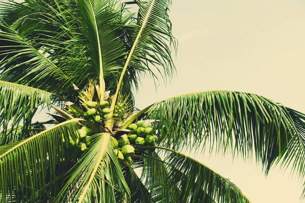 Kopieer ruimte van tropische palmboom met zonlicht op blauwe hemel en witte wolk abstracte achtergrond. Zomervakantie en natuur reizen avontuur concept. Vintage Toon filter effect kleurstijl. - Foto, afbeelding