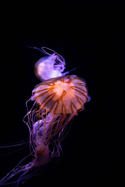 Close-up Jellyfish, Medusa in fish tank with neon light. Jellyfish is free-swimming marine coelenterate with a jellylike bell- or saucer-shaped body that is typically transparent. - Foto, afbeelding