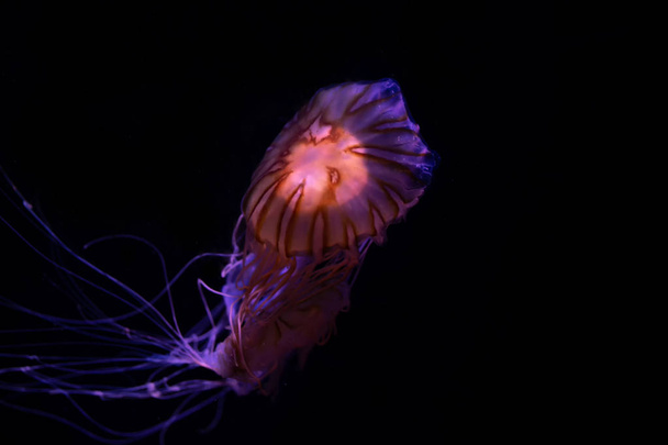 Close-up Jellyfish, Medusa in fish tank with neon light. Jellyfish is free-swimming marine coelenterate with a jellylike bell- or saucer-shaped body that is typically transparent. - Foto, afbeelding