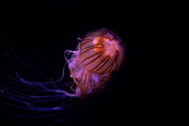 Close-up Jellyfish, Medusa in fish tank with neon light. Jellyfish is free-swimming marine coelenterate with a jellylike bell- or saucer-shaped body that is typically transparent. - Foto, Bild