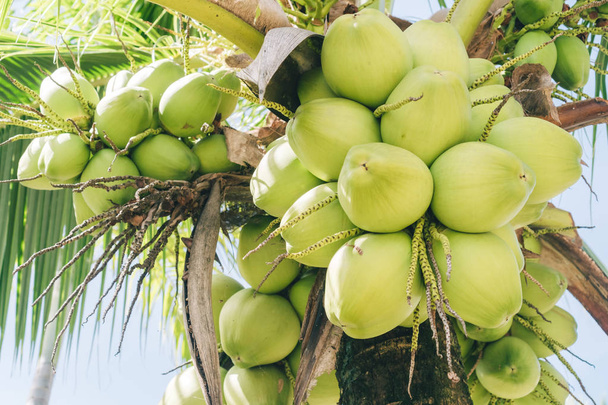 Zblízka kokosové plody na stromě. Koncept prostředí jídlo a příroda. - Fotografie, Obrázek