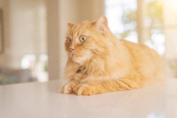 Piękne długie włosy imbir kot leżący na stole w kuchni w słoneczny dzień w domu - Zdjęcie, obraz
