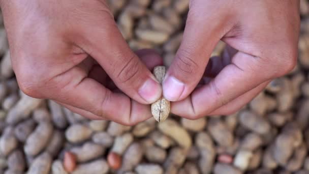 Slow motion hand kneep de pinda shell schil af. Concepten van het oogsten seizoen en landbouw. - Video
