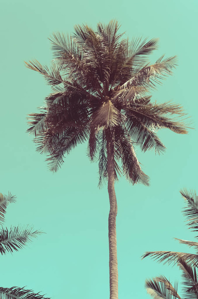 Palmier tropical sur fond de ciel abstrait. Vacances d'été et voyage nature concept d'aventure. Style de couleur effet filtre ton vintage
. - Photo, image