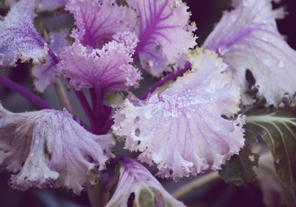 Purple decorative cabbage. - Photo, Image