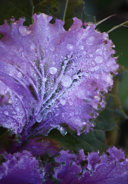 Chou décoratif violet
. - Photo, image