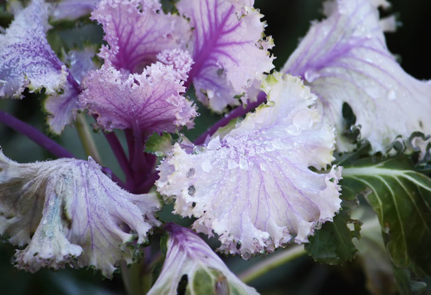 Fioletowa ozdobna kapusta kwiatowa - Zdjęcie, obraz