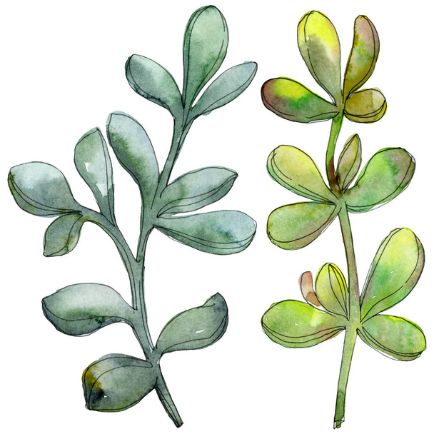 Jungle botanical succulent flower. Watercolor background illustration set. Isolated succulent illustration element. - Φωτογραφία, εικόνα