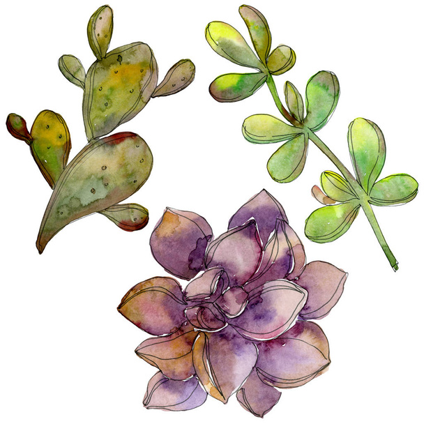 Dzsungel botanikai zamatos virág. Akvarell háttér illusztráció készlet. Elszigetelt zamatos ábra elem. - Fotó, kép