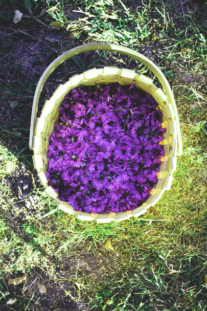 Cornflowers in a basket - Photo, Image