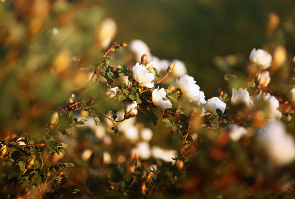 Briar beyaz gül çiçekleri - Fotoğraf, Görsel