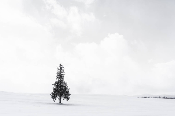Güzel açık doğa manzara yalnız Sunni Noel ağacı gökyüzü ve bulut ile kar kış hava sezon - Fotoğraf, Görsel