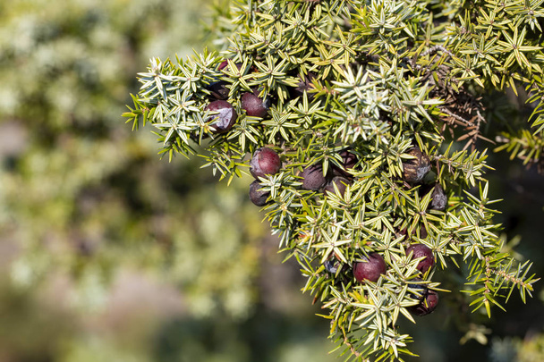 Berries ripen on the branches of a juniper - Photo, Image