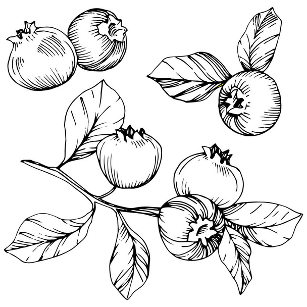 Vector Blueberry blanco y negro grabado arte tinta. Bayas y hojas. Elemento aislado de ilustración de arándanos
. - Vector, imagen