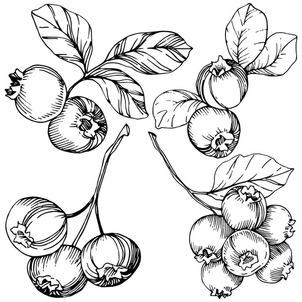 Vector Blueberry blanco y negro grabado arte tinta. Bayas y hojas. Elemento aislado de ilustración de arándanos
. - Vector, Imagen
