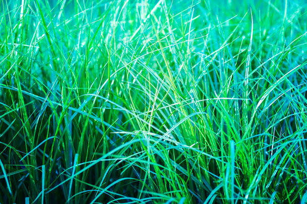Fresh bright green grass background. Detail of summer nature. - Photo, Image