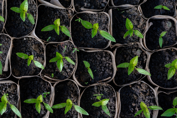 Pěstování sazenic pepř. Malé klíčky pepř sazenice pěstování ve skleníku, pohled shora, plochý lay, detail - Fotografie, Obrázek
