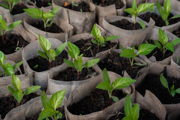 Kasvava pippuri taimet. Kasvihuoneessa kasvaa pippurin taimien pieniä ituja. Helmikuu, maaliskuu. lähikuva
 - Valokuva, kuva