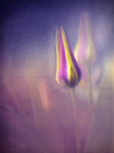 Tulipes dans le jardin - Photo, image