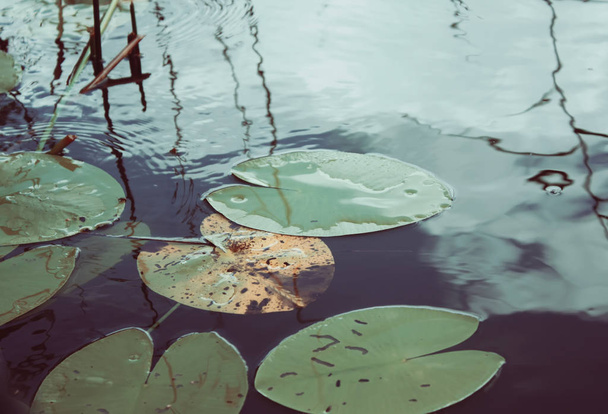 lotus leaves, green leaves in water   - Φωτογραφία, εικόνα