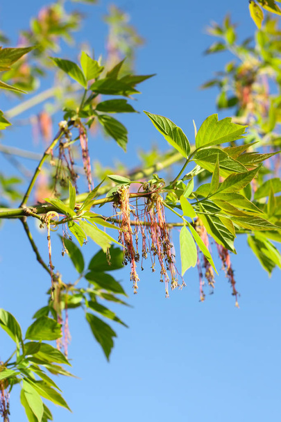 Green branches of the spring tree against the blue sky background. Acer negundo plant. - Photo, Image