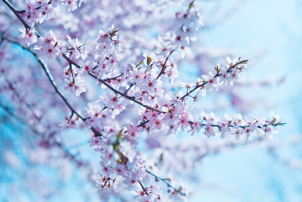 Třešňové květy - Fotografie, Obrázek