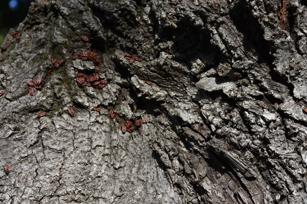 tree bark close up  - Foto, Bild