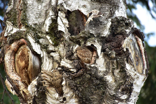 Zavřít kůru stromu  - Fotografie, Obrázek
