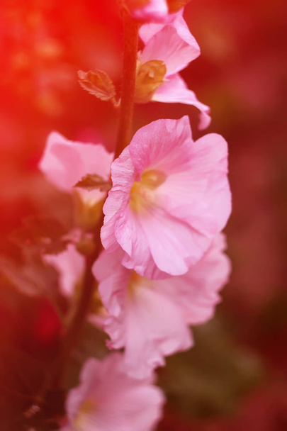Розовые цветки
 - Фото, изображение