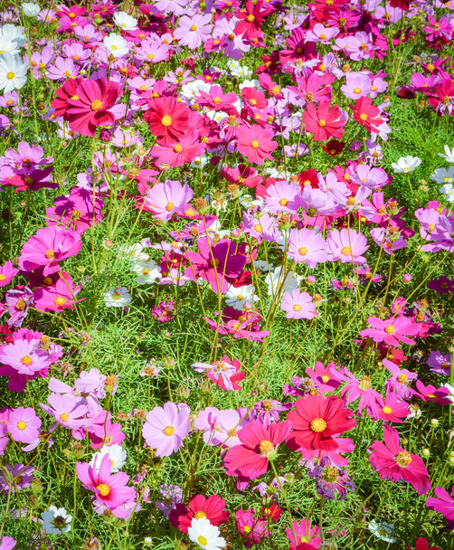 rosa e branco cosmos campo belas flores primavera jardim blos
 - Foto, Imagem