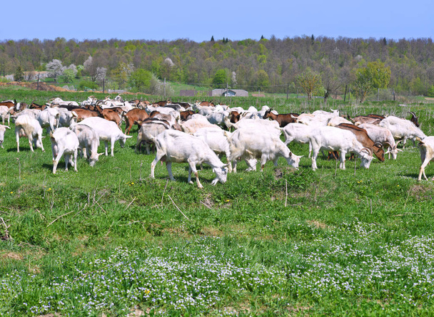 Goats in the pasture of organic farm - Photo, Image