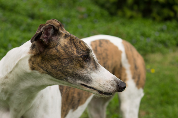 Greyhound koira
 - Valokuva, kuva