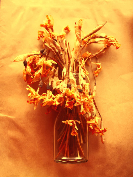 Flores de narcisos secos
 - Foto, imagen