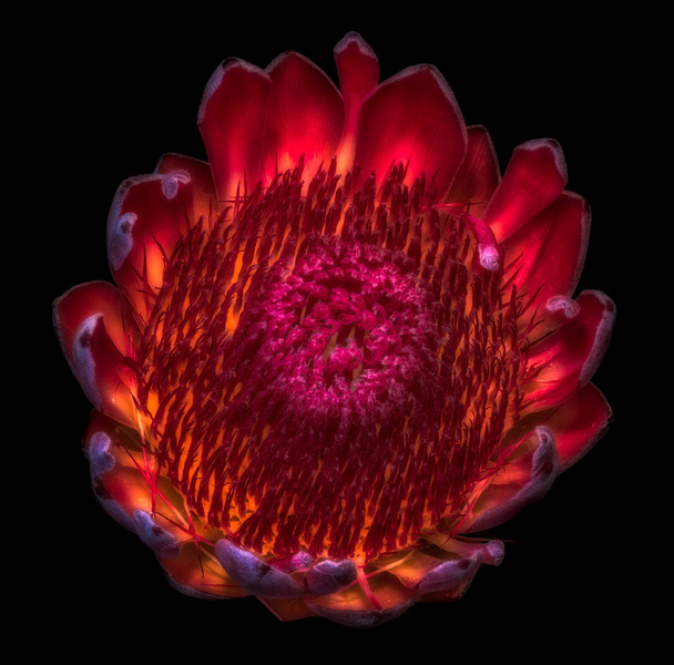 黒い背景に赤く輝くプロテアの花のシュールなマクロ、絵画スタイルで詳細な質感を持つ単一の孤立した花の内側の花のイメージ - 写真・画像