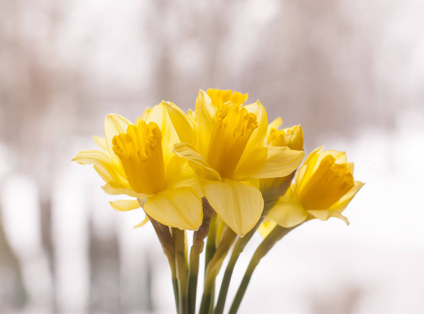 Hermoso ramo de flores narcisas amarillas de primavera en una mano
. - Foto, imagen