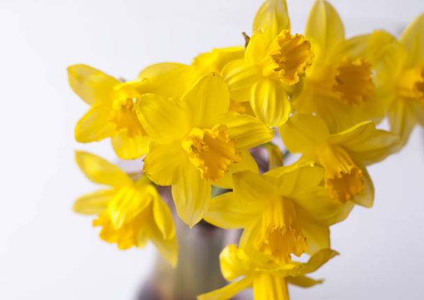 Hermoso ramo de flores narcisas amarillas de primavera en un jarrón de vidrio
. - Foto, imagen