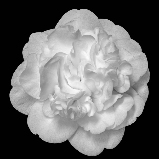 Fine Art Stillleben Blumen hell monochrom blühen Makro-Porträt einer einzelnen isolierten weißen vollständig geöffneten blühenden Kamelienblüte auf schwarzem Hintergrund mit detaillierter Textur von oben gesehen - Foto, Bild