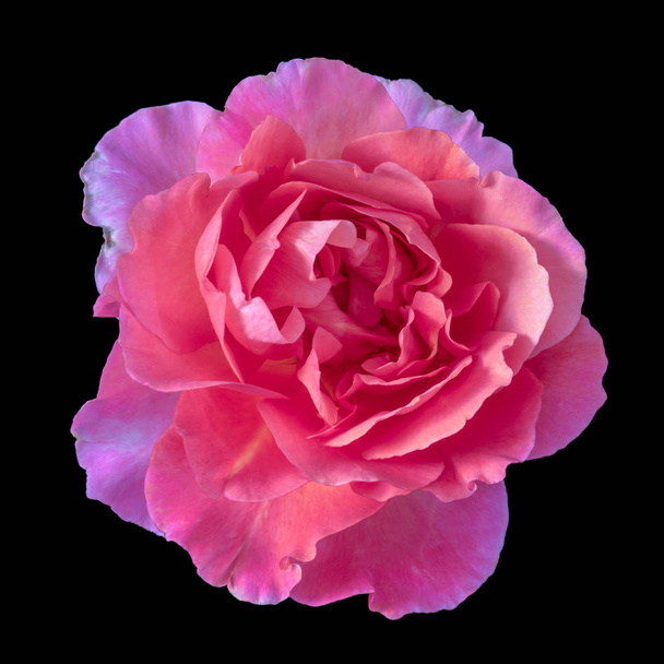 Umělecké barevné zátiší květinových makro květina obraz jedné izolované jasně fialové růžové zářící dokořán růže květ, černé pozadí, detailní textury vintage malířský styl  - Fotografie, Obrázek