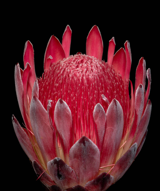 isolée rouge éclatante fleur de protéa sur fond noir, fine art nature morte floral macro portrait d'un seul, fleur texturée détaillée, style de peinture vintage surréaliste
 - Photo, image