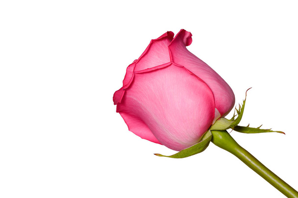 Kaunis vaaleanpunainen ruusu kukka lähikuva. Arka ruusu pää eristetty. Puutarhan kukat
. - Valokuva, kuva