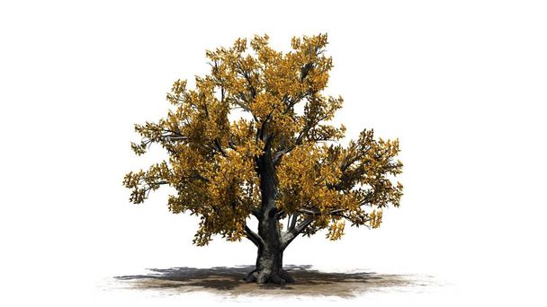 Ευρωπαϊκή Οξιά δέντρο το φθινόπωρο στο χώρο άμμο - απομονώνονται σε λευκό φόντο - Φωτογραφία, εικόνα