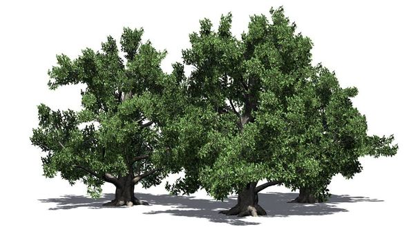 Grupo europeo de árboles de haya con sombra en el suelo - aislado sobre fondo blanco
 - Foto, imagen