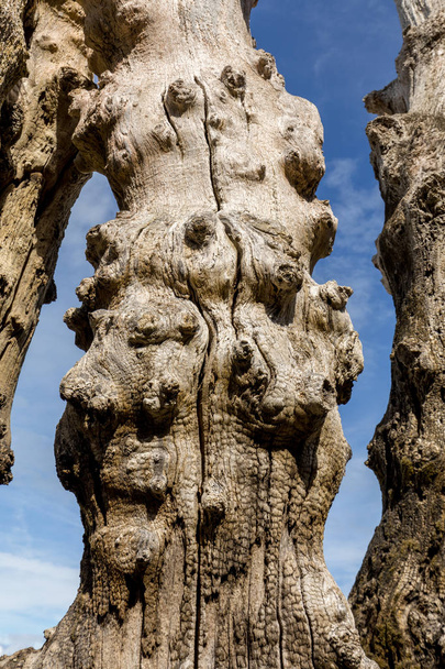 Gran rompeolas, 3000 troncos para defender la ciudad de las mareas, Playa Plage de l 'ventail en Saint-Malo, Ille-et-Vilaine, Bretaña, Francia
 - Foto, Imagen
