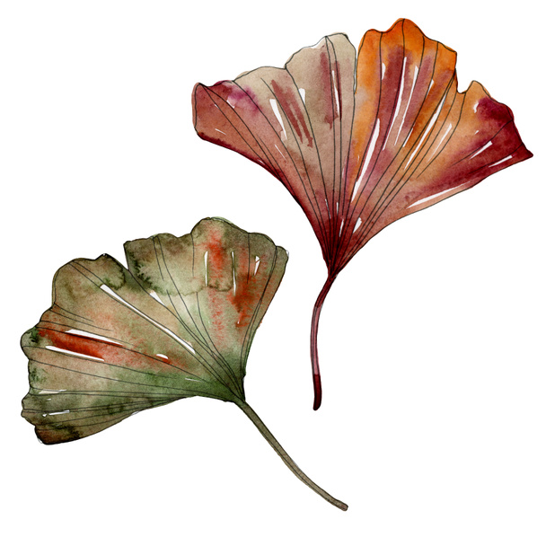 Green red ginkgo biloba leaves. Watercolor background illustration set. Isolated gingko illustration element. - Photo, Image
